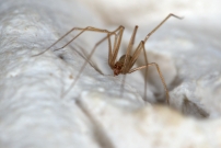 Un mle (Araneae - Pholcidae - Spermophora senoculata)